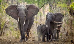 African wildlife officials appalled as