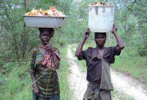 Women Carrying Tree Products. 