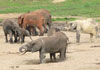 docs/fotos/newsletter/100_Elefants.jpg