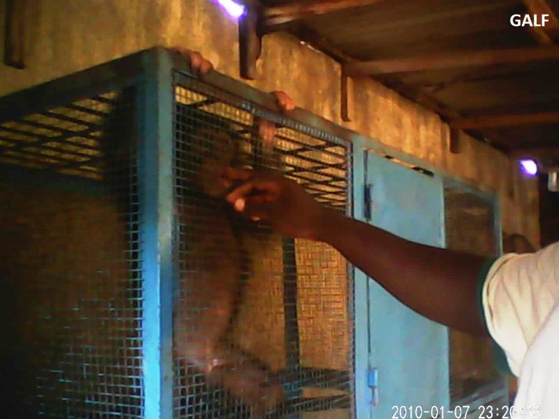 docs/news/Juin-Aout-2013/GALF_Ousmane et chimps_GALF.jpg